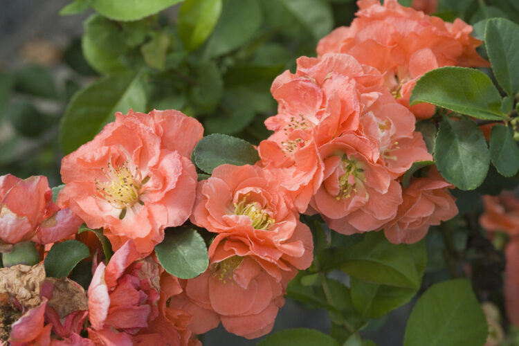 2024 color of the year — and your garden